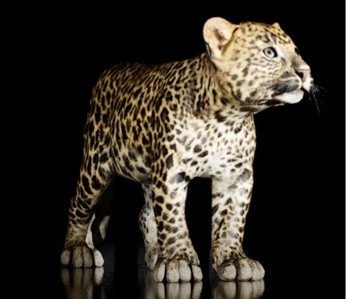 Amur Leopard